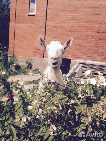 Козье молоко