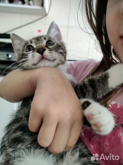 Котята