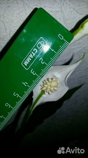 Спатифиллум