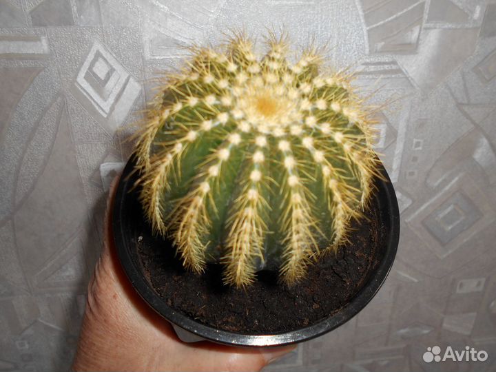 Кактусы -суккулент