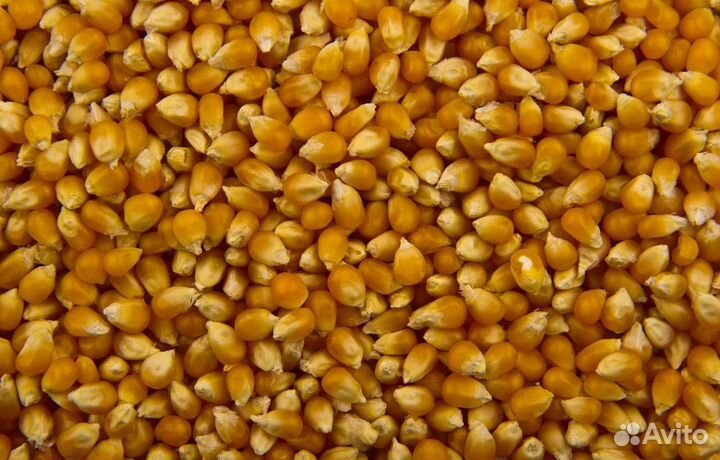 Пшеница озимая, Фуражная кукуруза на корм