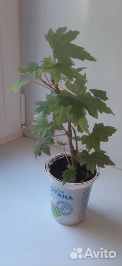 Бегония каудексная