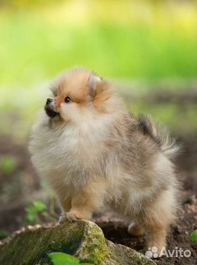 Померанский шпиц