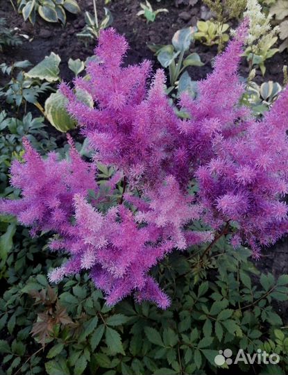 Многолетние садовые цветы