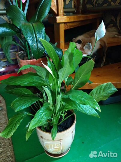 Пеларгония герань