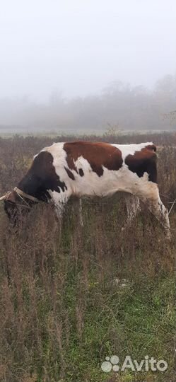 Крупный рогатый скот
