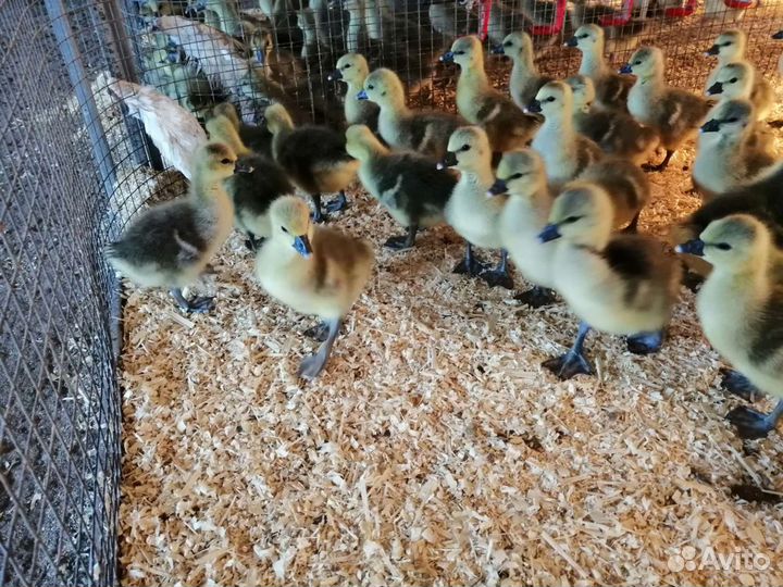 Гусята оптом