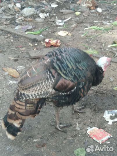 Утята,индюшата,цыплята