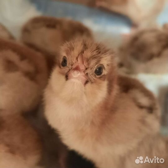 Цыплята кур несушек