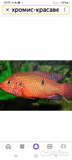 Аквариумные рыбки хромисы красавцы