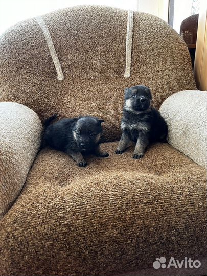 Немецкая овчарка