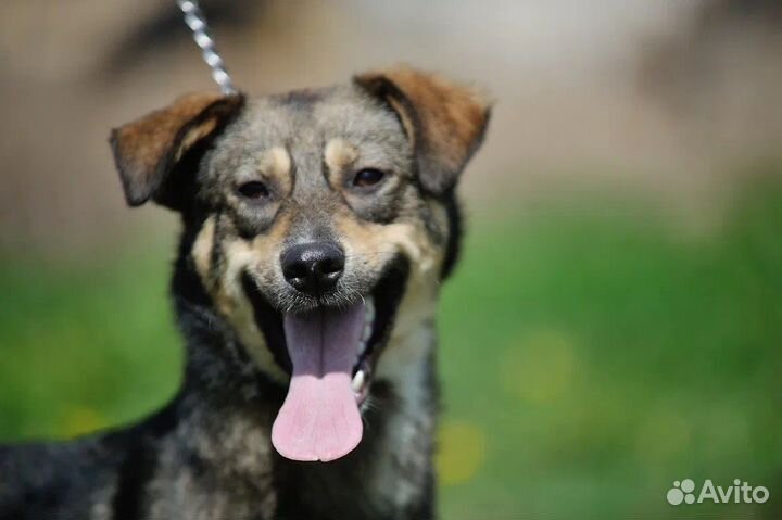 Собачка в добрые руки