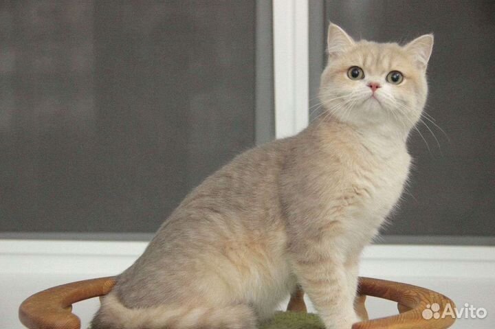 Котик голубое золото