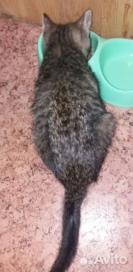 Очень красивая мурлыка