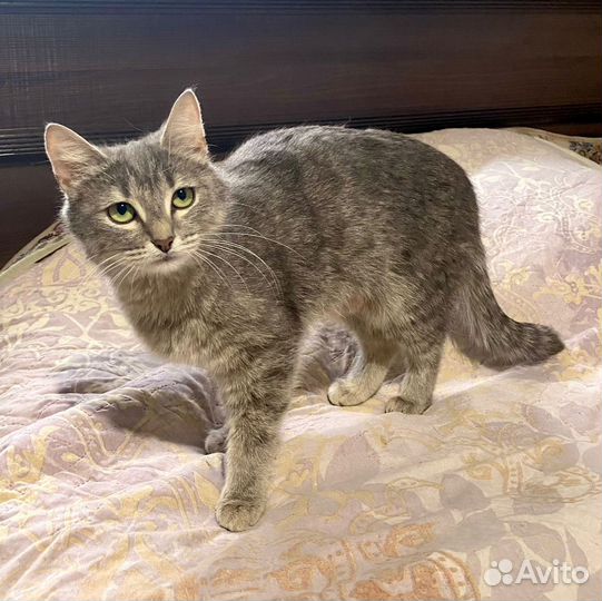 Кошка стерилизованная