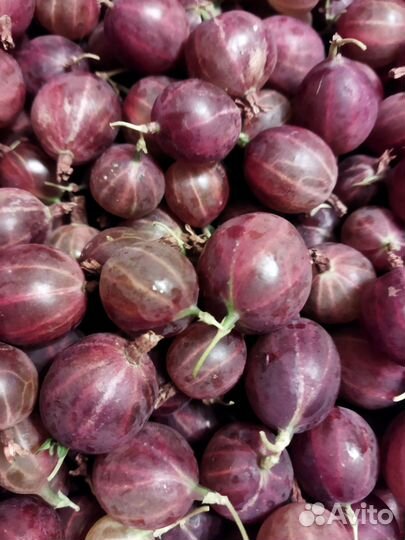 Крыжовник ягоды, белая смородина ягоды