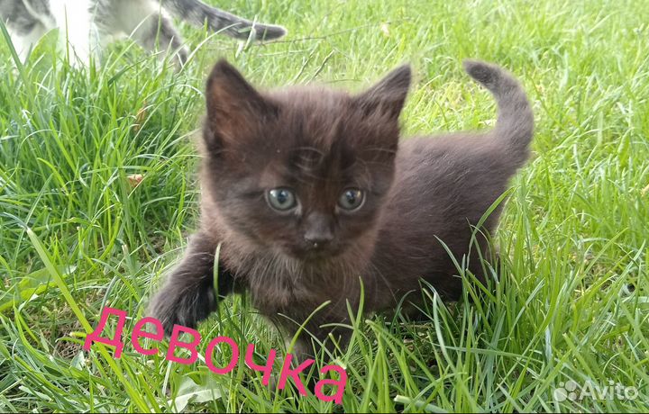 Котята для дружбы