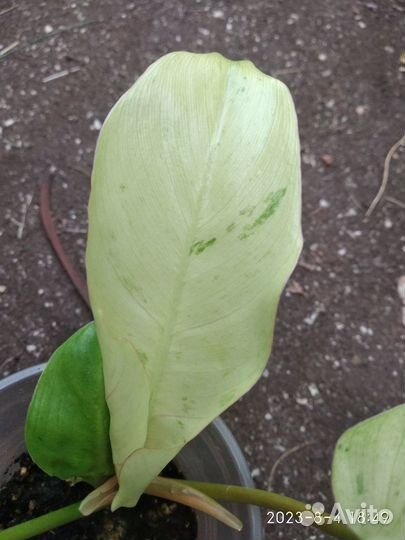 Филодендрон Джангл Февер Сноудрифт (Jungle Fever