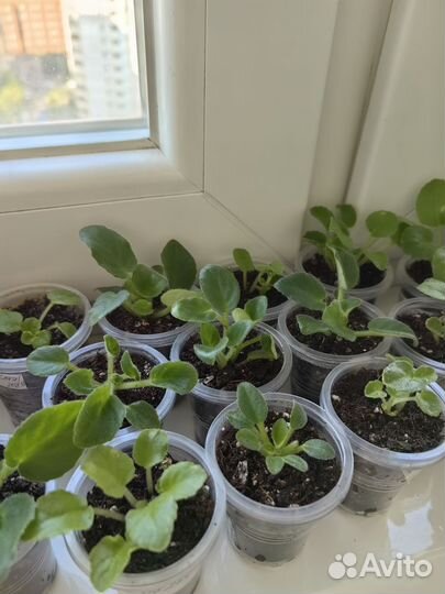 Сортовые фиалки