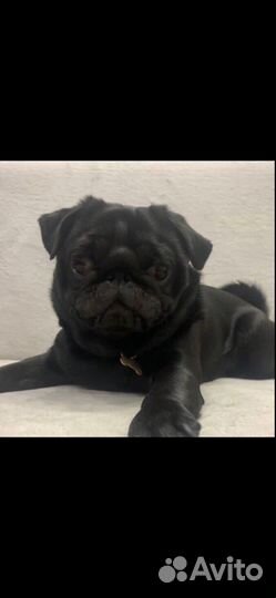 Мопс вязка мальчик