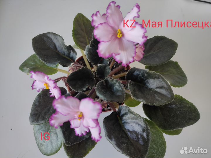 Сортовые фиалки