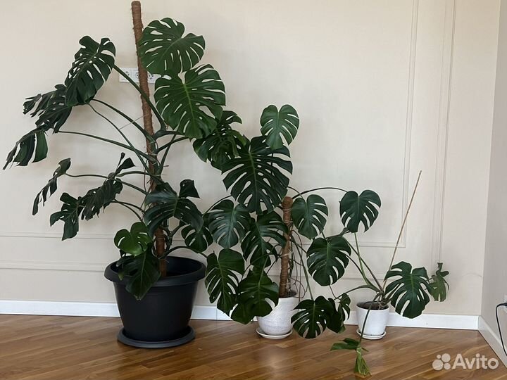 Комнатные растения цветы большие