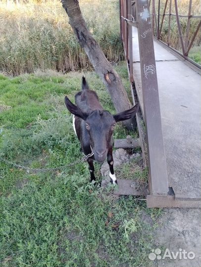 Коза и 2 козла
