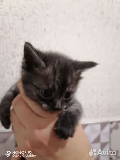 Котенок девочка трехцветная