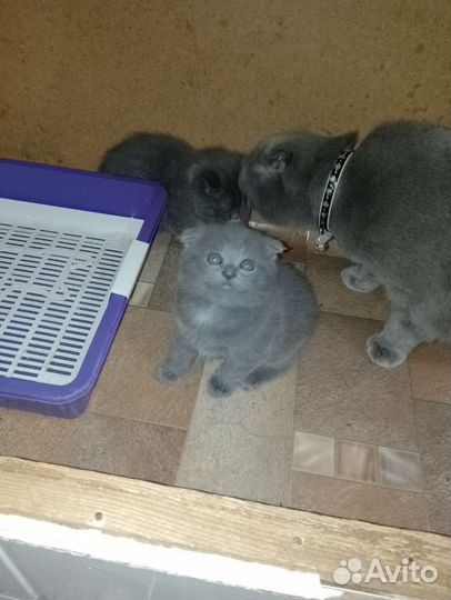 Шотландские котята