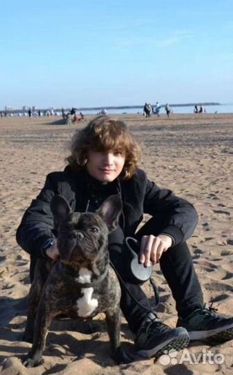 Вязка французский бульдог