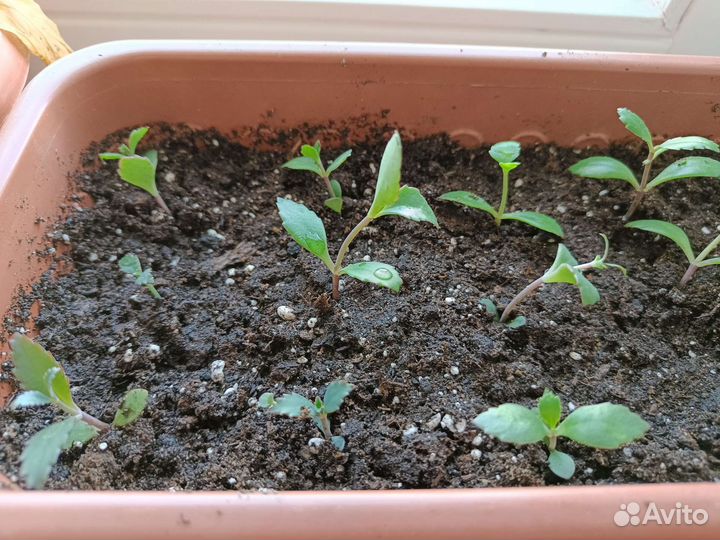 Каланхоэ лечебное