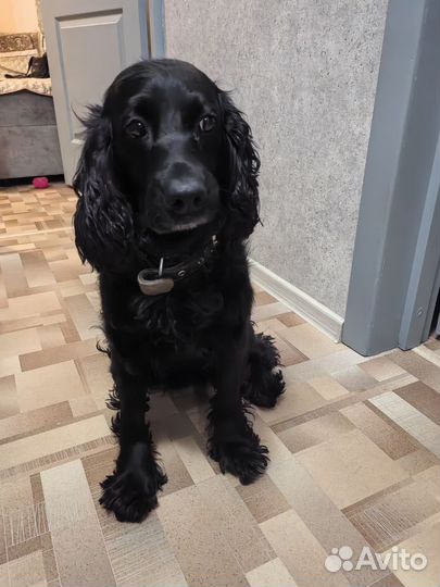 Спаниель кабель, вязка