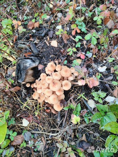 Грибы опята осенние (пеньковые)