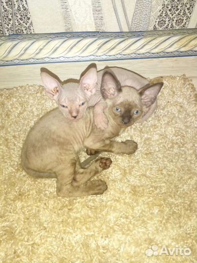 Канадский сфинкс