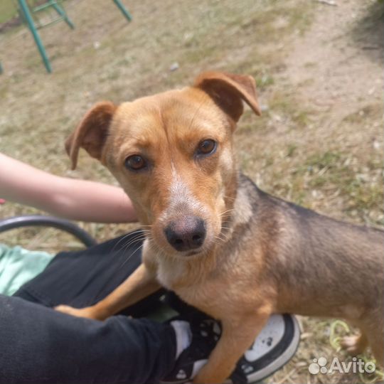 Собака в добрые руки