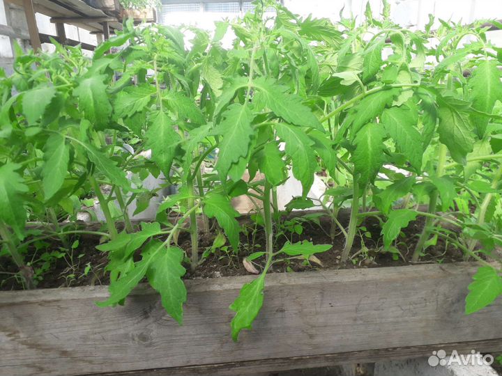 Рассада помидор продажа
