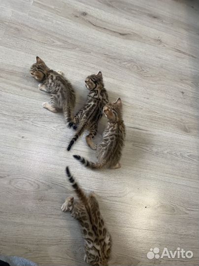 Бенгальские котята