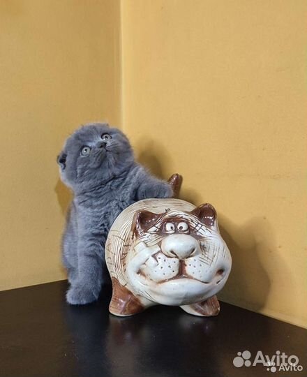 Голубые шотландские малыши и кот страйт для вязки