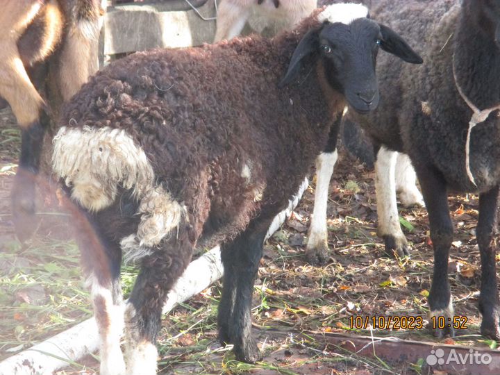 Овцы козы