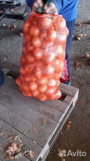 Продаётся лук оптом