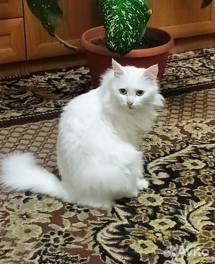 Кот для переезда