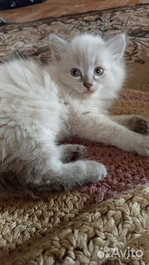 Кошечка(1,5 месяца)