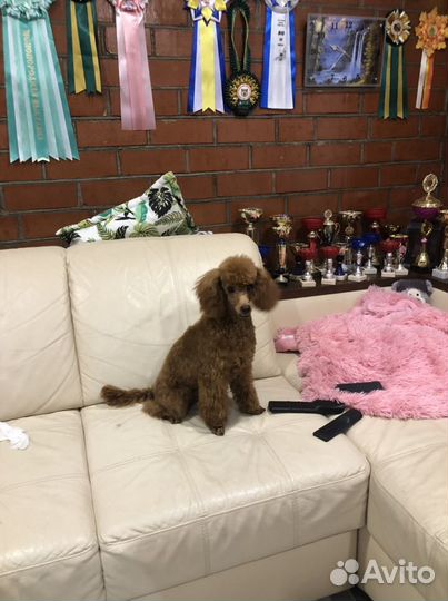 Той-пудель вязка