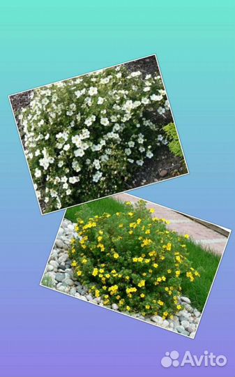 Спирея серая, дерен белый, лапчатка,будлея, калина