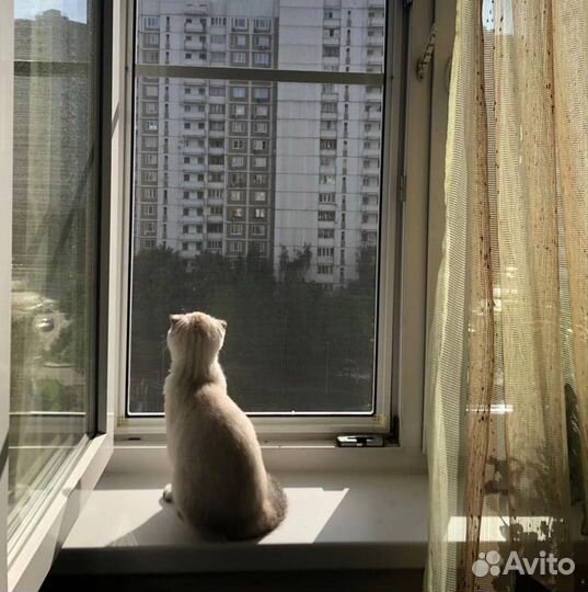 Москитная сетка Антикошка