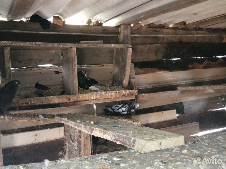 Продажа голубей