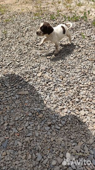 Отдают щенков