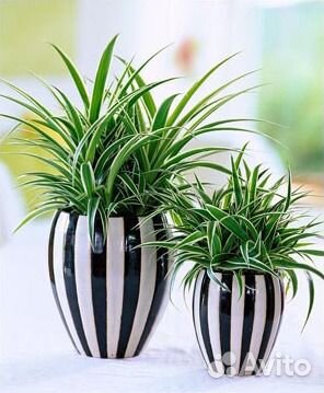 Chlorophytum comosum 