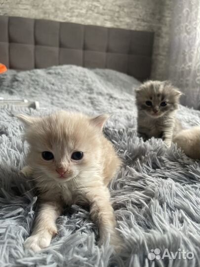 Британские котята