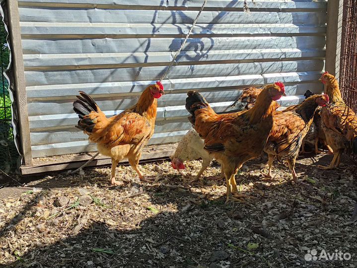 Петушки разных пород